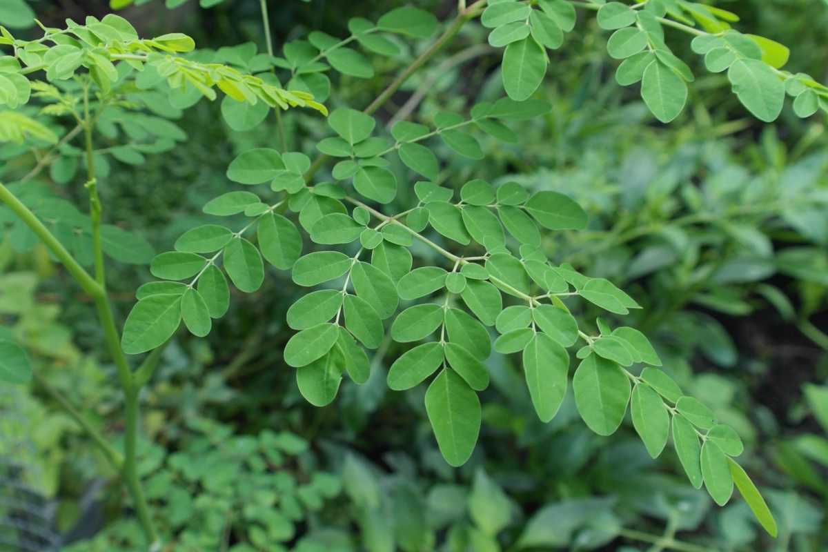 100% Organisk Moringa Oleifera supermat - 120 Kapsler