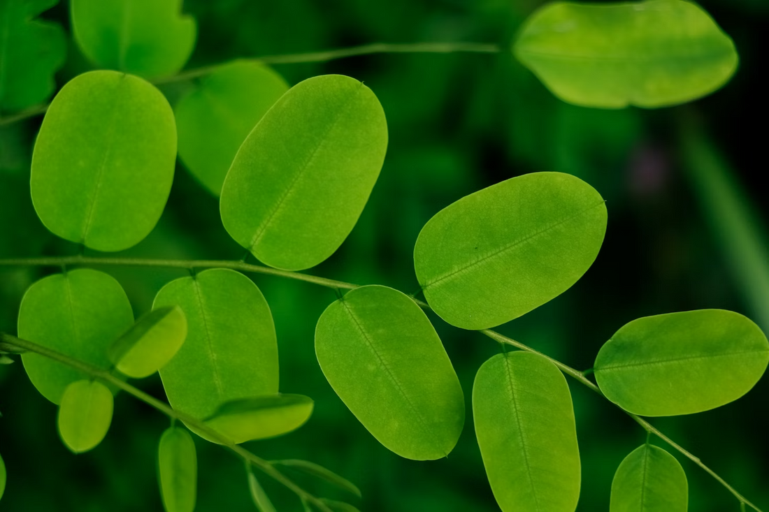 Moringa Oleifera: The Powerhouse Supplement Every Athlete Needs